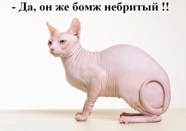 Абсолютно бесполезные факты о мире