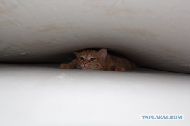 Котовторник 22.11.2016