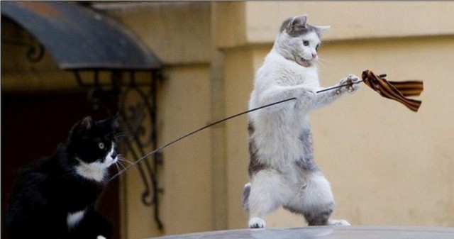 Коты из сети