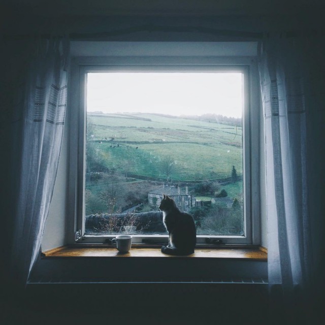 Коты и Кошки