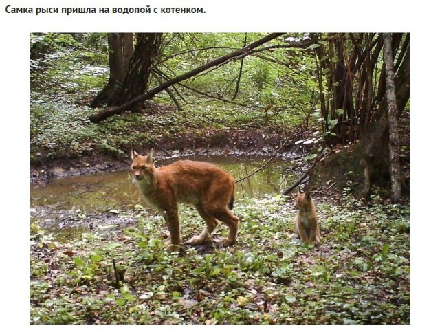Животный мир Чернобыльской Зоны Отчуждения.