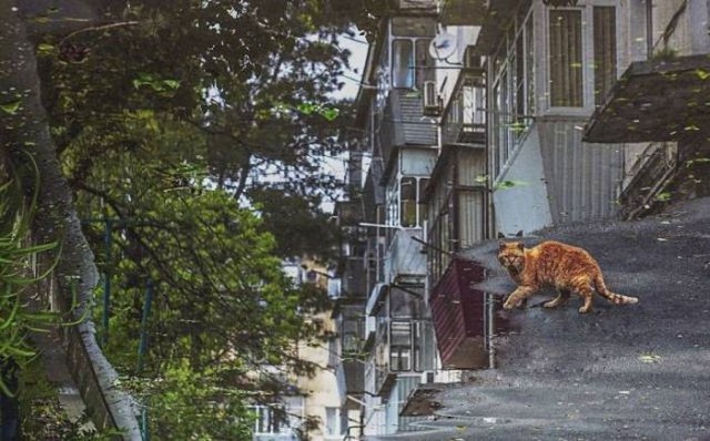 Коты и Кошки