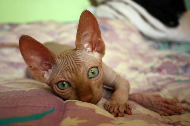 Коты и Кошки