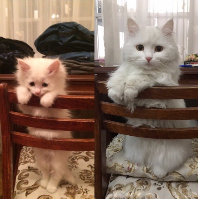 Коты и Кошки