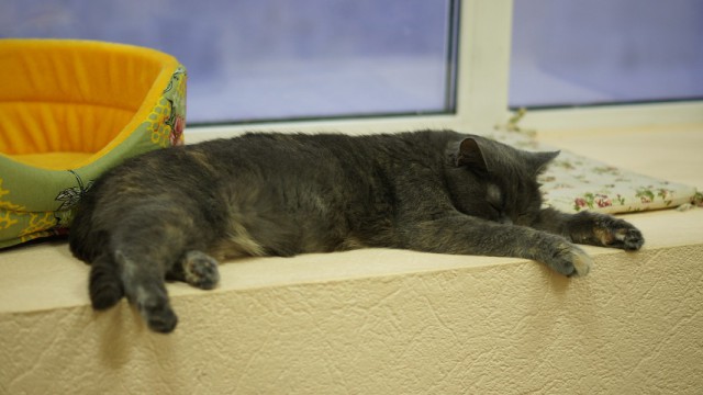 Котовторник 9.01.2018