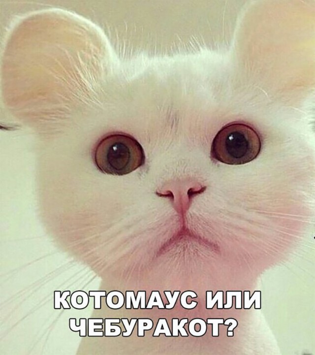 Картинок всяких