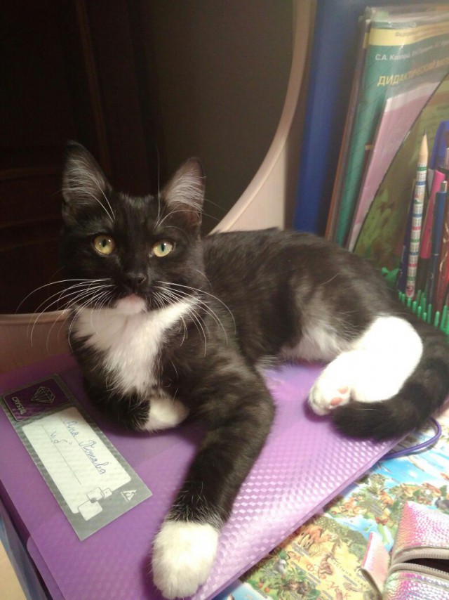 Прикольных котов пост