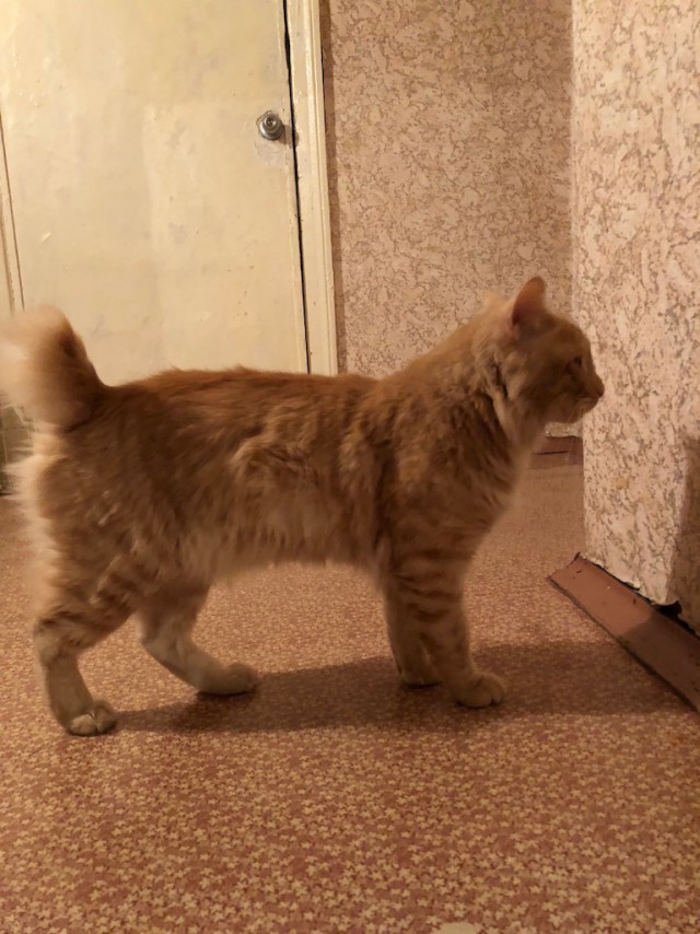Застыдили котеньку