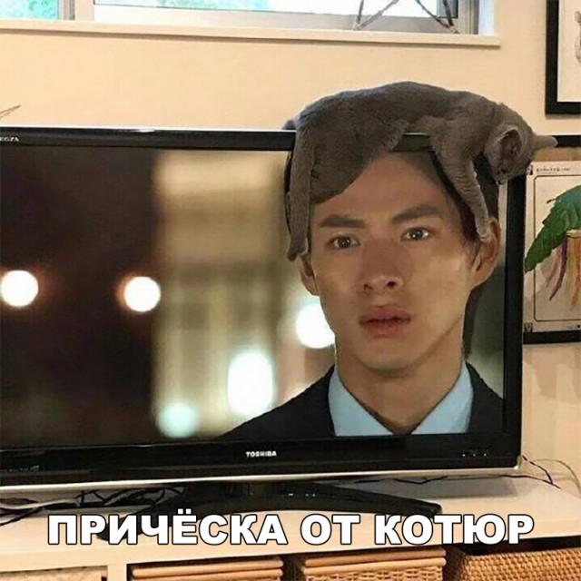 Неадекватные коты