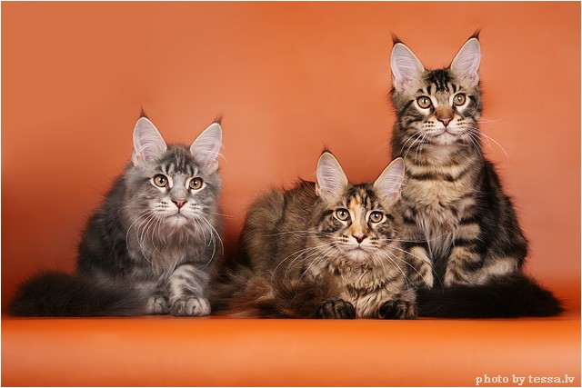 Котовторник, 19 октября