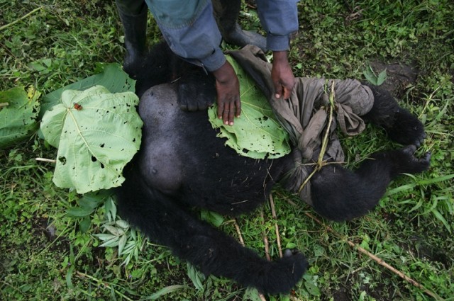 Убийство в Национальном парке Virunga (+18)