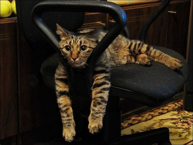 Котовторник с Максом