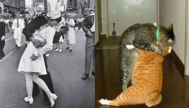 Котовторник: Кошки и ягнёнок