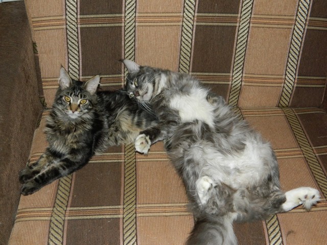 Котовторник так котовторник!