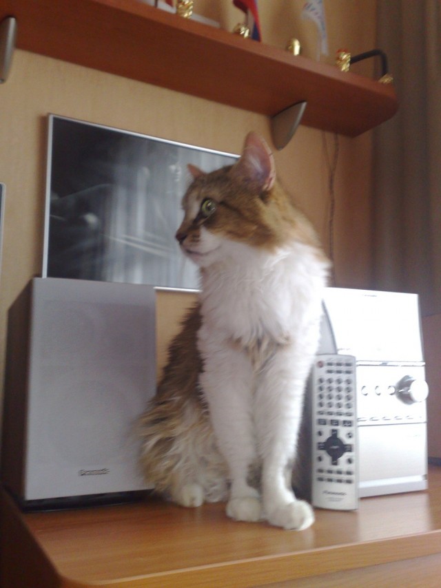Котовторник 22.11.11