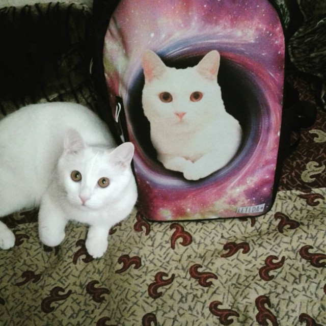 Прикольных котов пост