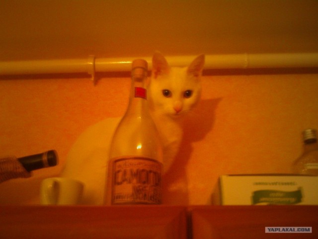 Котовторник (14.02.2012)