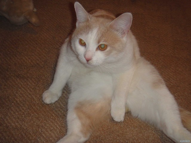 КОТОВТОРНИК (6.03.2012)