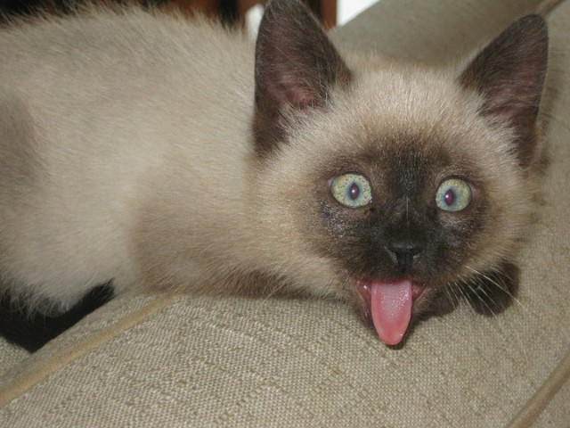 Котовторник 22.05.2012