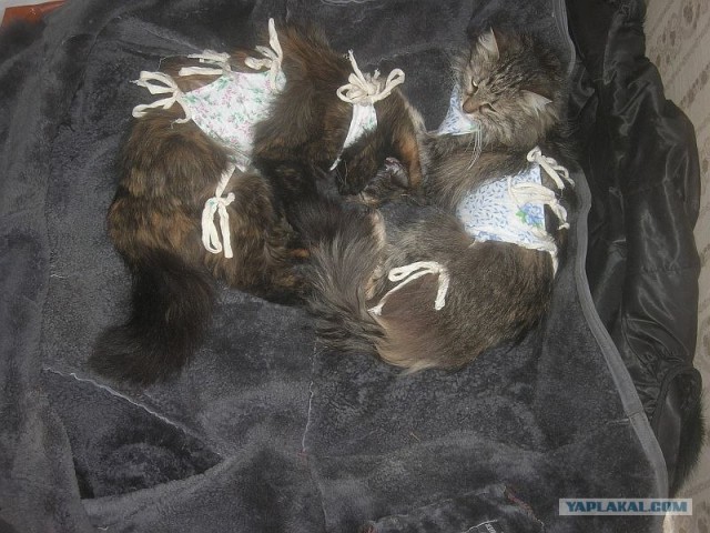 Котовторник   5.06.2012