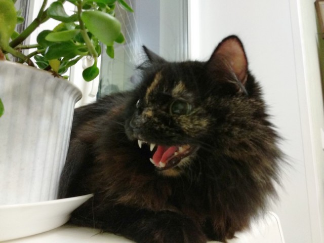 Котовторник 19.02.2019