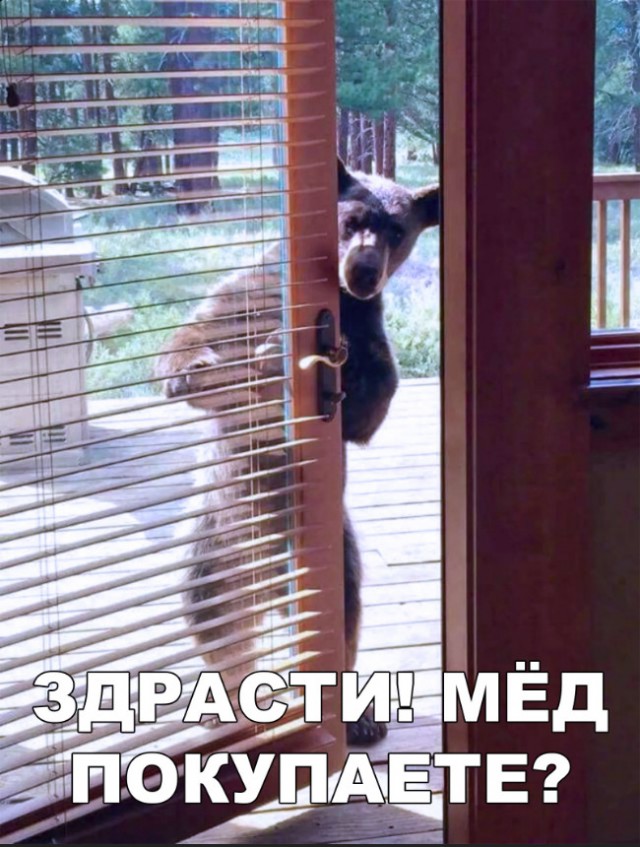 Милые животные. Мимиметр сломался