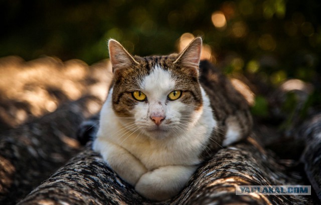 Как узнать будущего президента РФ?
