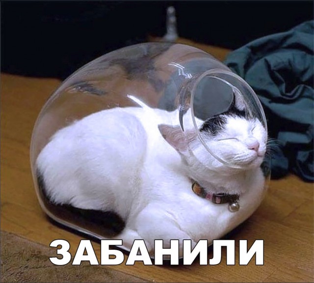 Забавные фото котеек