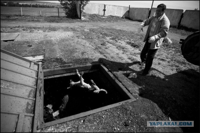 Свора собак разорвала кошек в Октябрьском районе