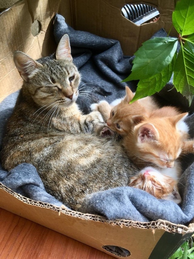 Забавные фото котеек