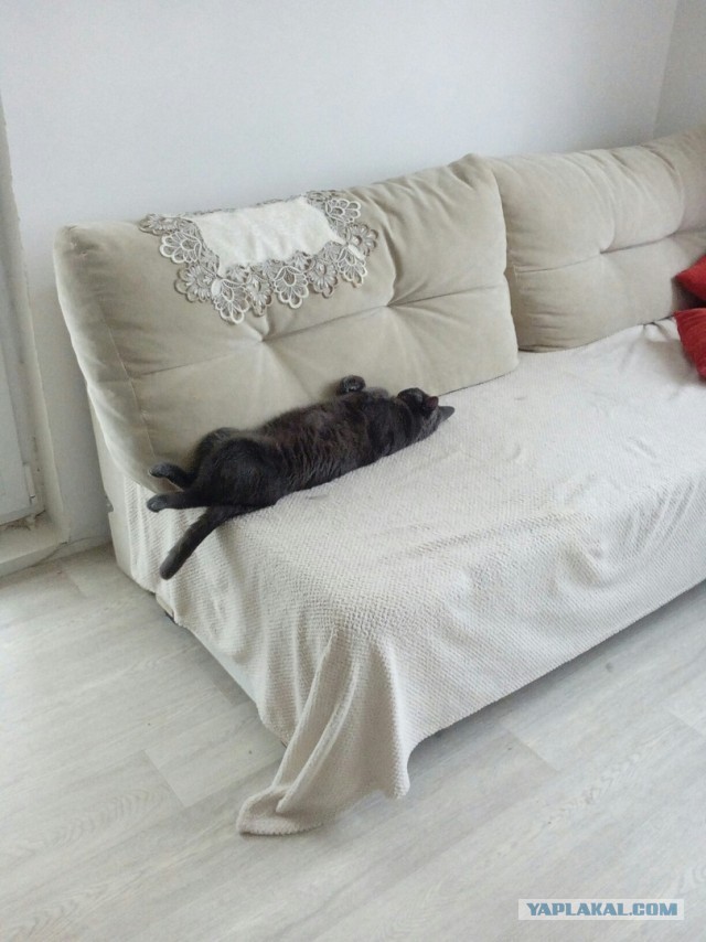 Что значит поза, в которой спит твоя кошка