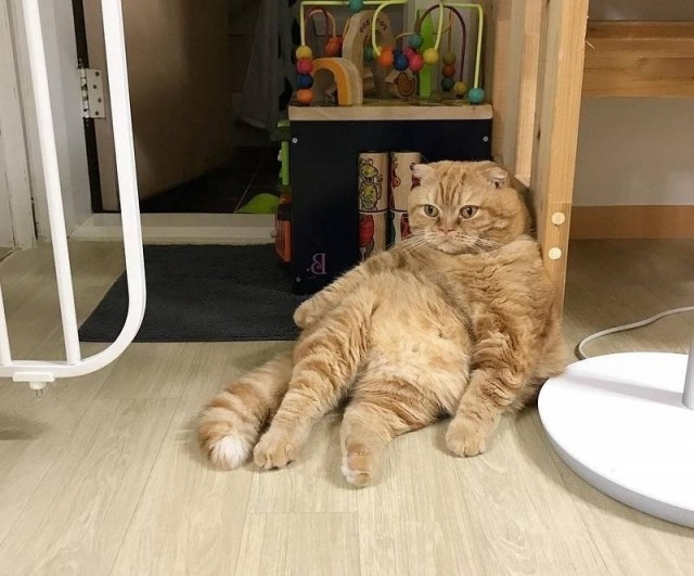 Коты из сети