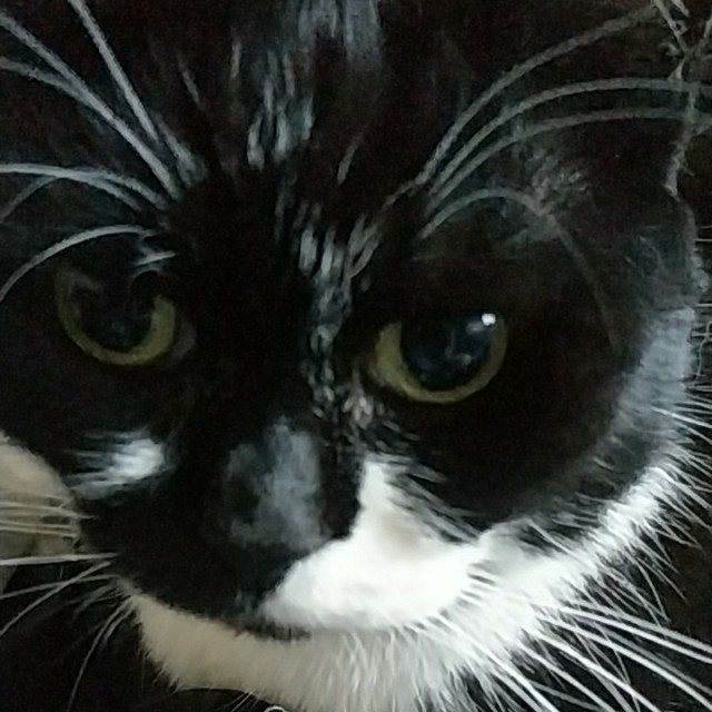 Котопост. Просто антикризисный котопост