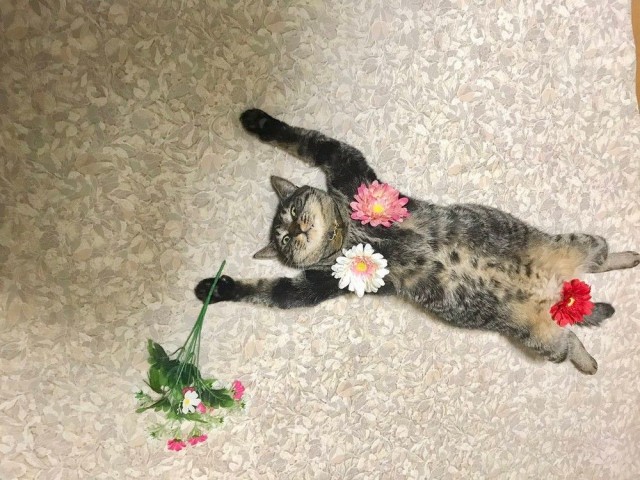 Забавные животные