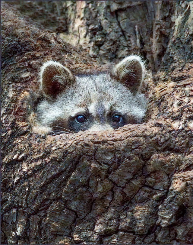 Эти забавные животные