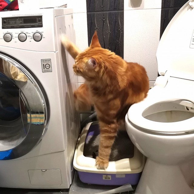 "Удоли!" Дурацкие фото котеек, которые они просили не показывать