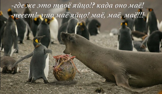 Фотожаба: А ну не ори на меня!