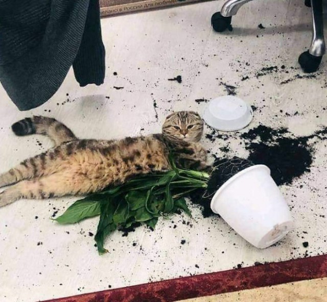 Фотографии, которые доказывают, что кошки самые большие сволочи