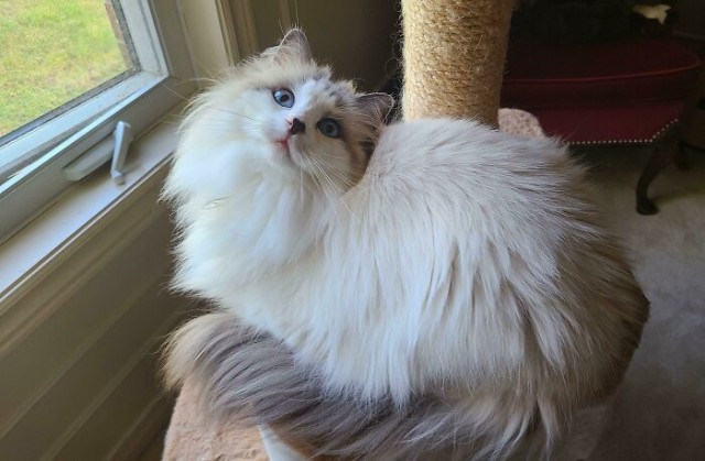 К - Котогеничность