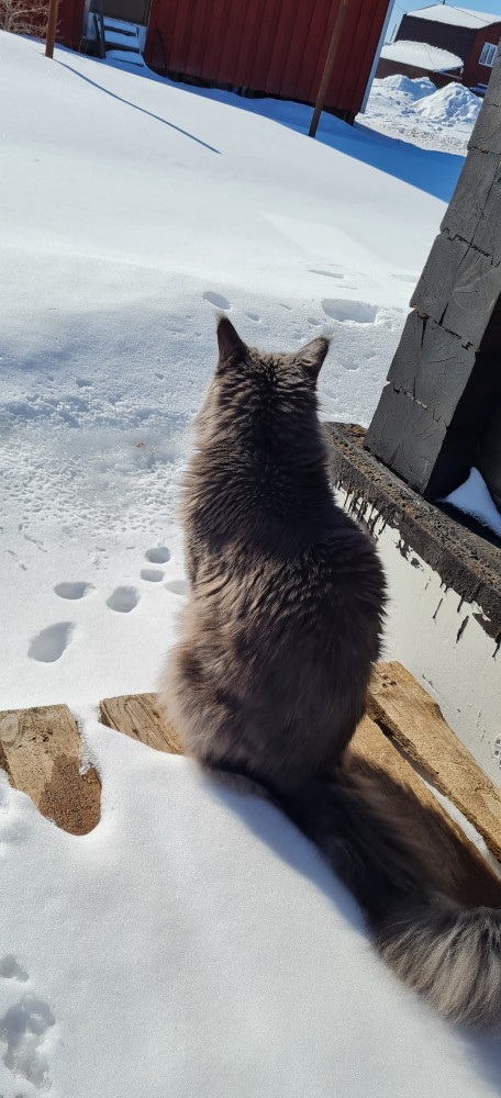 Картинки с котами и про котов