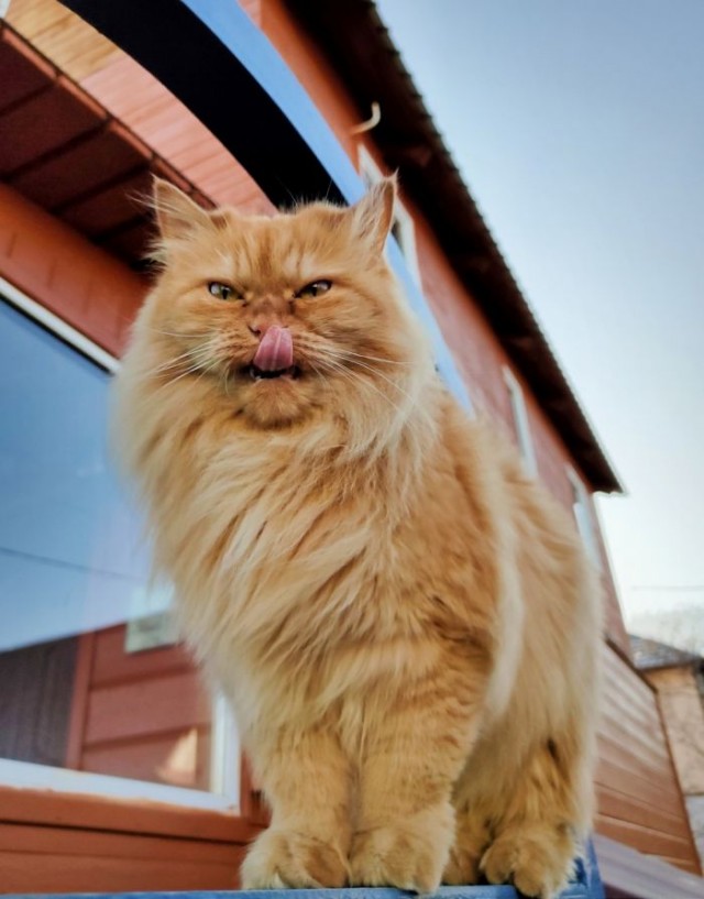 ПозитиФ Чик