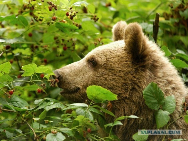 Часто слышу, что медведь не предупреждает перед нападением