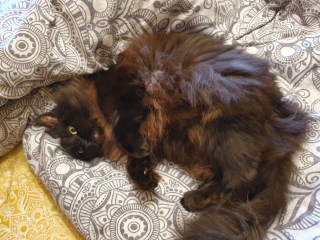 Хоба! Котовторник!