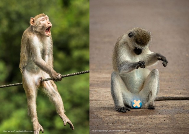 Лучшие фото конкурса Comedy Wildlife Photography Awards 2021