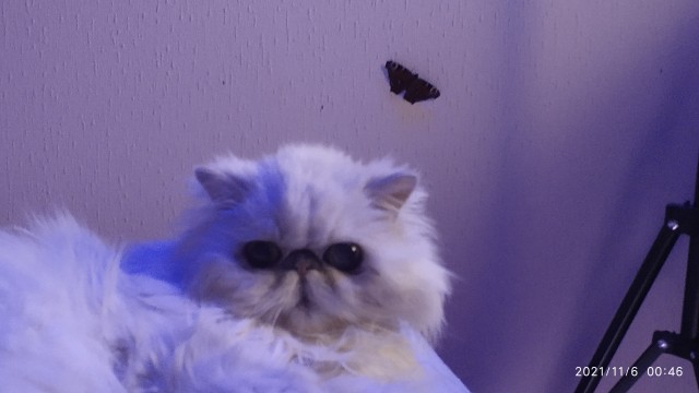 Вторник жеш!