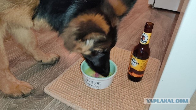Собака пьет пиво