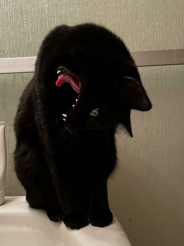 Забавные и милые котейки