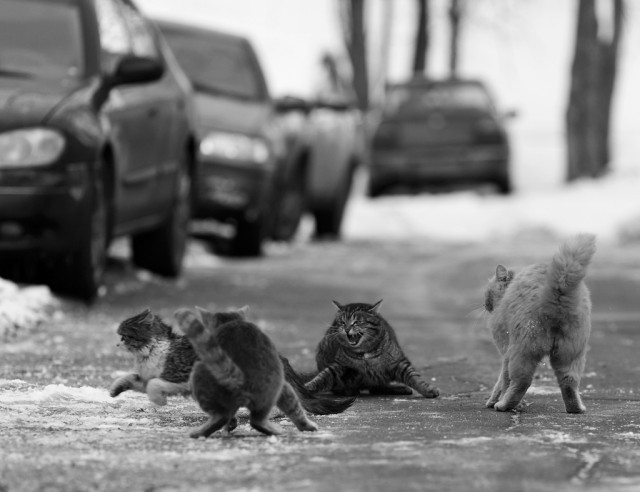А ваши котейки че счас делают?