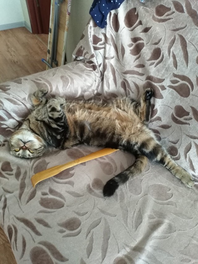 Ура! Котовторник.
