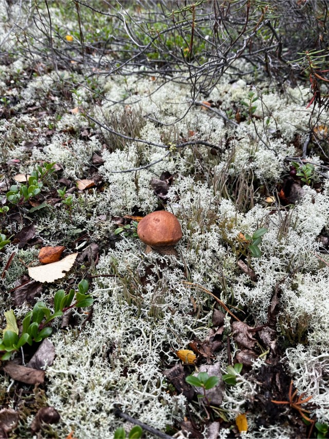 Красоты ямальской тундры